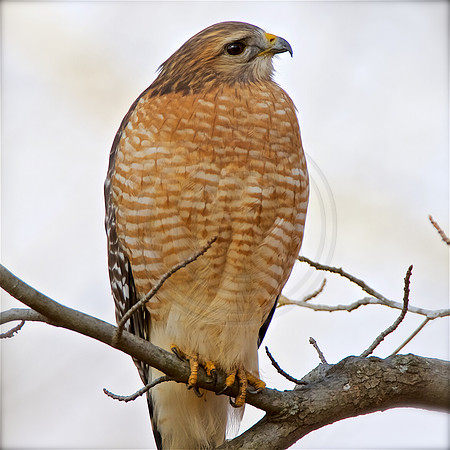 Red Shouldered Hawk