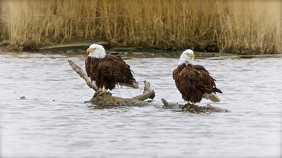 Courtship