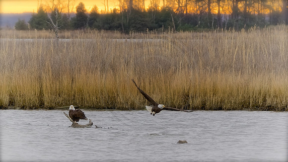 Courtship, ChesterRiver MD
