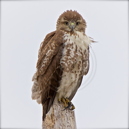 Young Red-Tailed Hawk