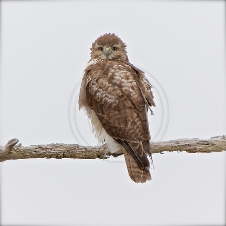 Young Red-Tailed Hawk