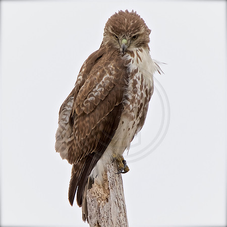 Young Red-Tailed Hawk
