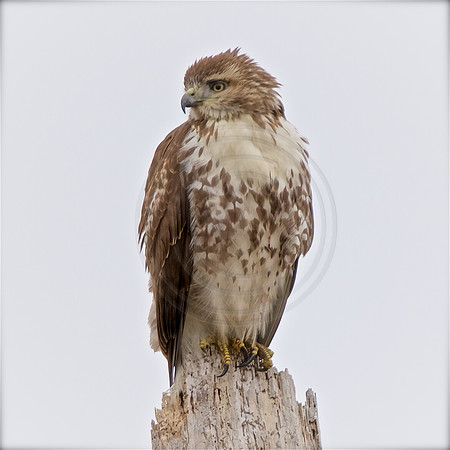 Young Red-Tailed Hawk