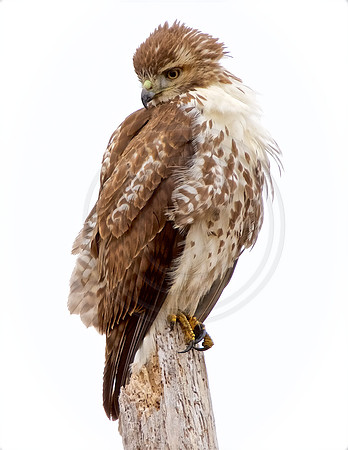 Young Red-Tailed Hawk