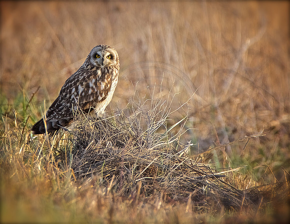 Short Eared Owl