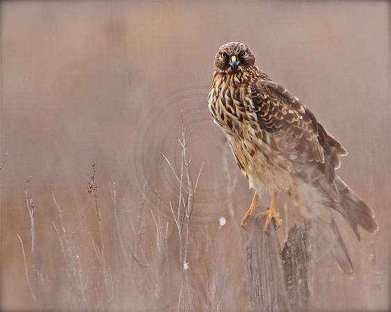 Northern Harrier, female Eastern Neck Wildlife Refuge