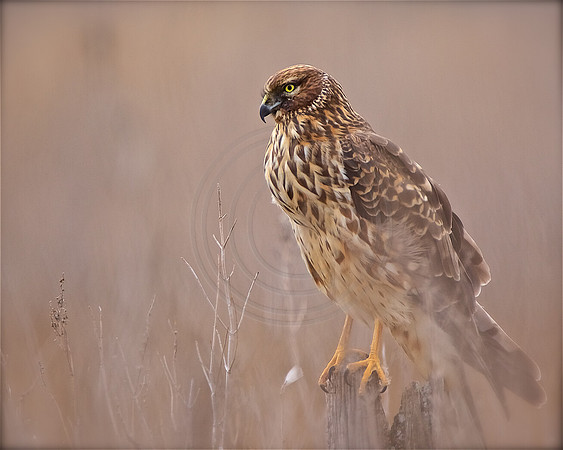 Northern Harrier, female Eastern Neck Wildlife Refuge