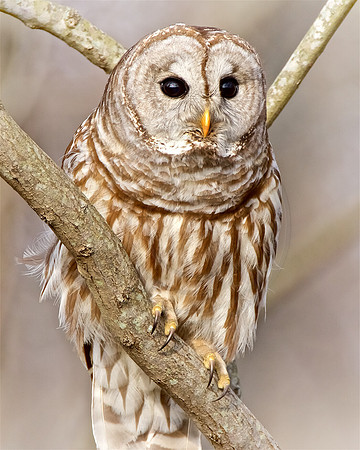 Barred Owl