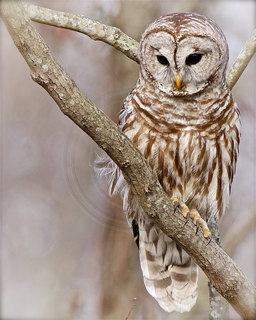 Barred Owl