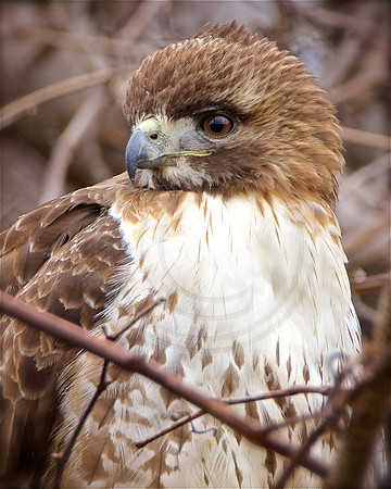 Young Red-Tailed Hawk