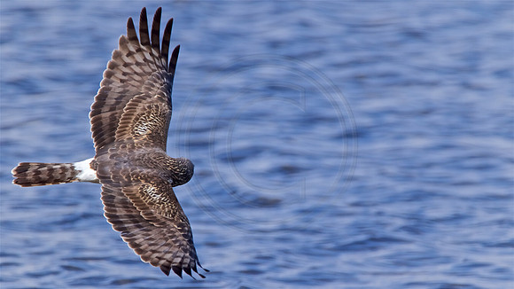 Northern Harrier female
