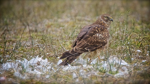 Northern Harrier female