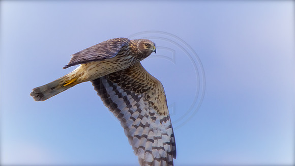 Northern Harrier female