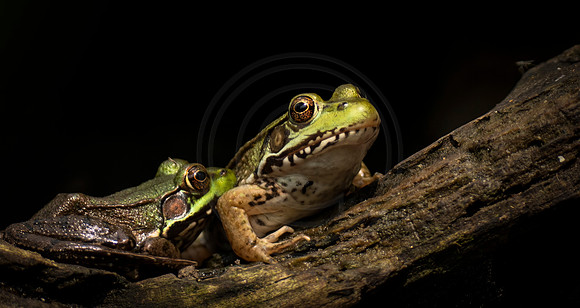 Northern Green Frogs
