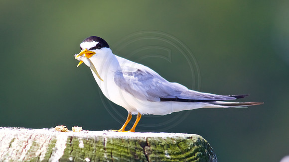 Least Tern