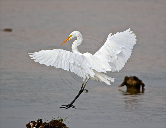Great Egret