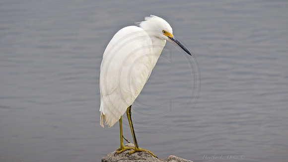 Snowy Egret