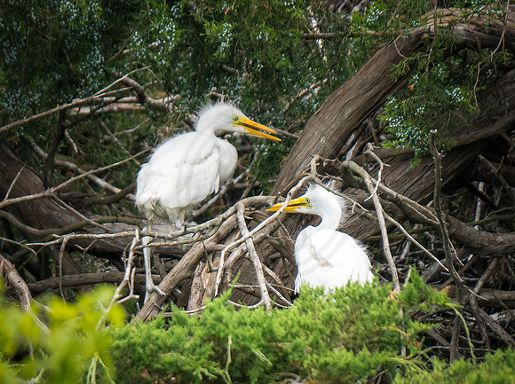Baby Great Egrets