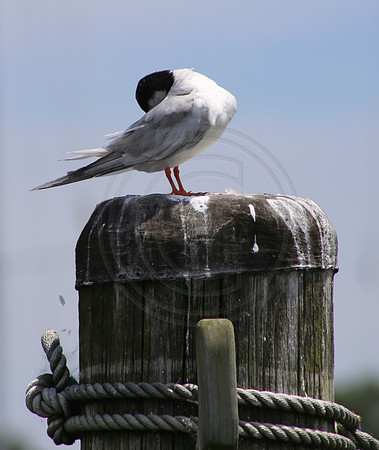 Common Turn, Georgetown Marina