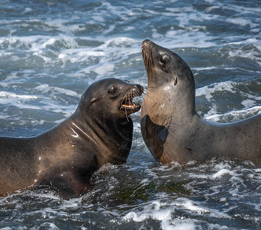 La Jolla
