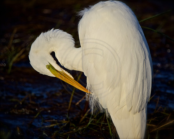 Great Egret