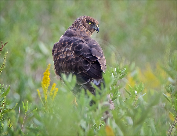 Northern Harrier
