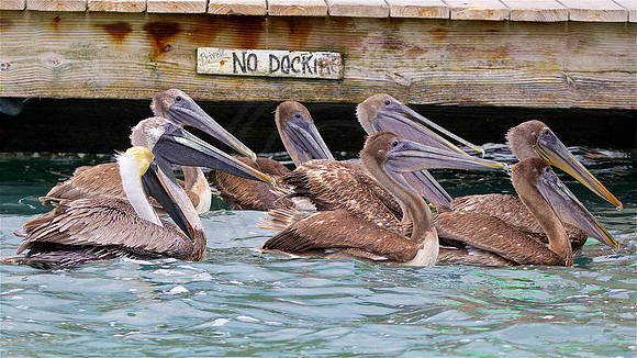 Brown Pelican