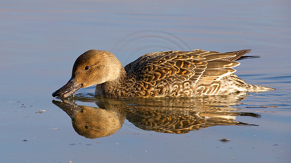 Northern Pintail, Hen