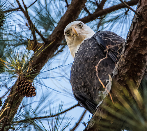 Bald Eagle