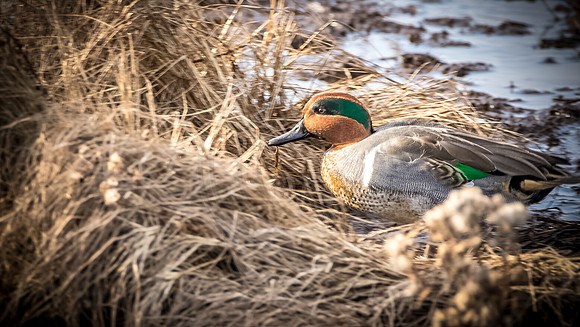 Green-Winged Teal, drake