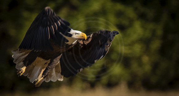 Male Bald Eagle, Townsend