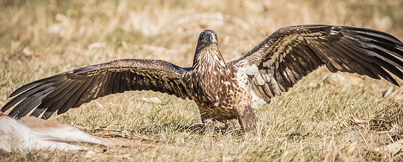 2 yr old female eagle