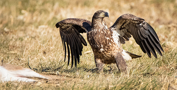 2 yr old female eagle