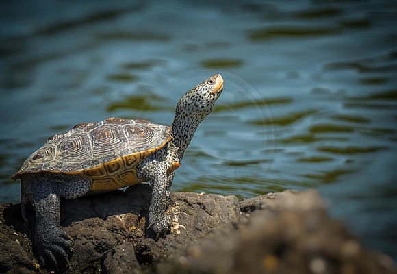Diamondbacked Terrapin