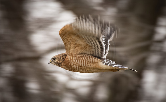 Red Shouldered Hawk