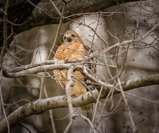 Red Shouldered Hawk