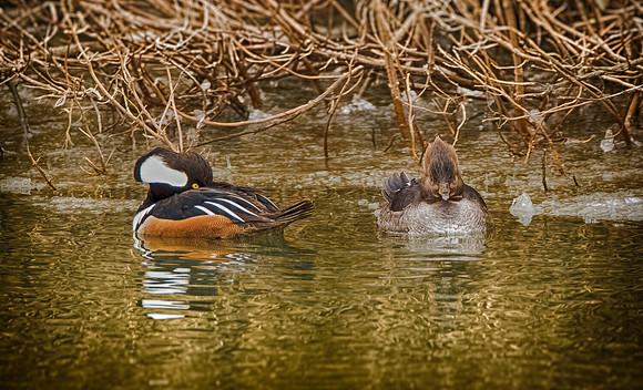 Hooded Mergansers