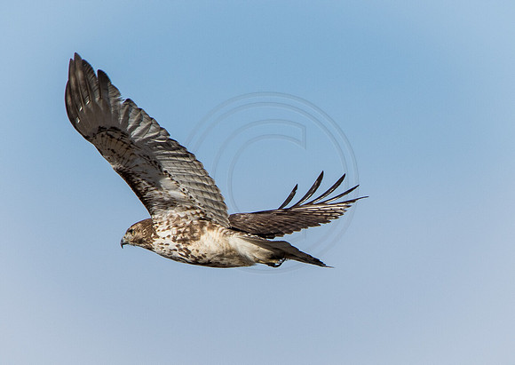 Juvenile RT Hawk