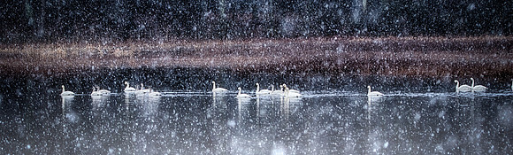 Tundra Swans in the snow