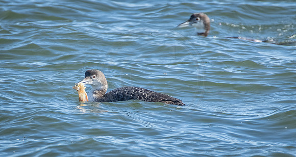 Common Loon