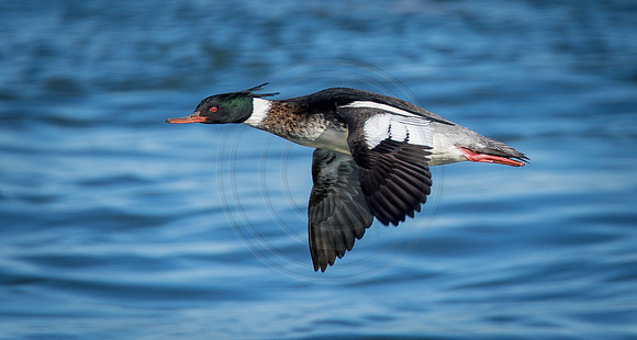 Red Breasted Merganser