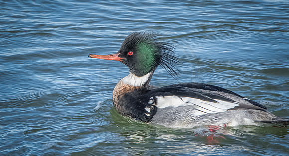 Red Breasted Merganser