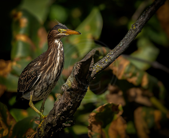 Young Green Heron