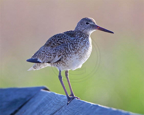 Willet