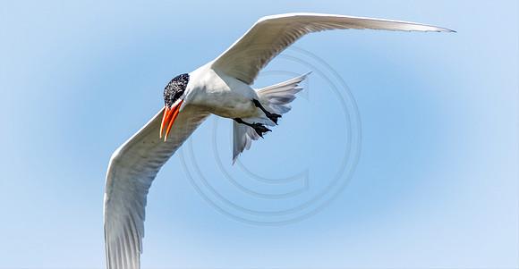 Royal Tern