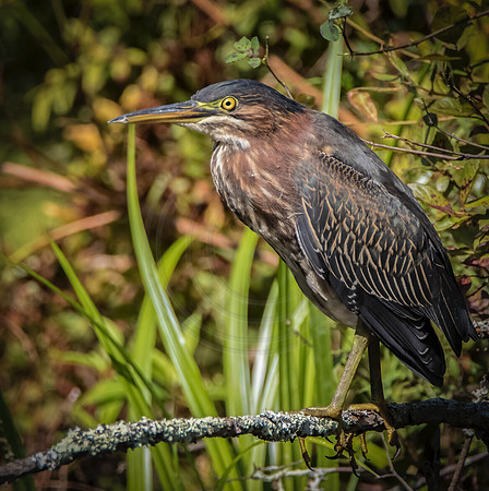 Green Heron