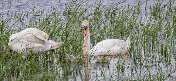 Mute Swans