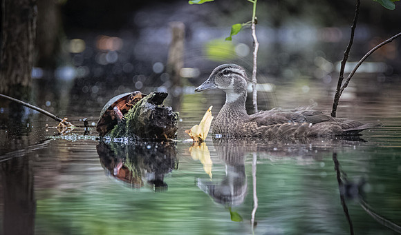 Young Male Wood Duck w/endangered Spotted Turtle