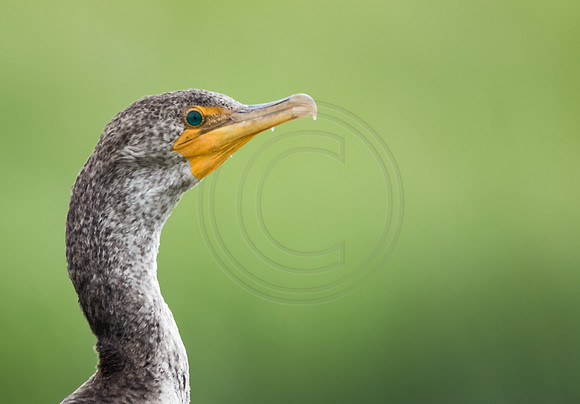 Double Crested Cormorant