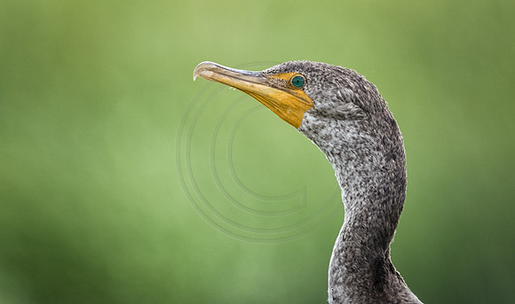 Double Crested Cormorant